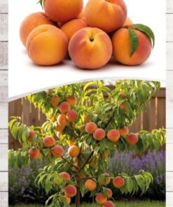 b86803a09b97aa771c0dad05b7f6b31f