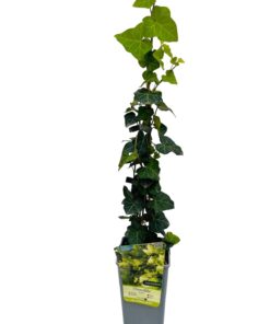 82ed06e491244cb397e848df19b77f13