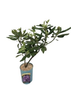 9f8e165c9a94311172c8d75129d54e90