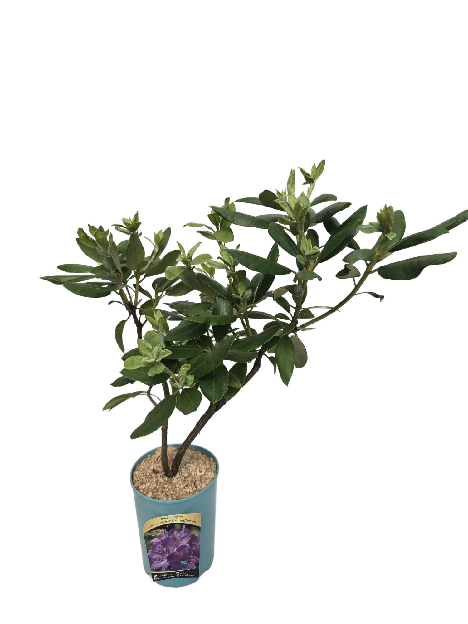 9f8e165c9a94311172c8d75129d54e90