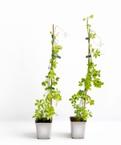 39fb1fca64ead78f0f06c69e3c4a5407