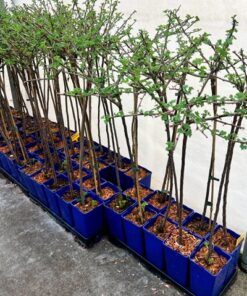 bb5a5eed7d6d81f4316ebfd8aa55d38c