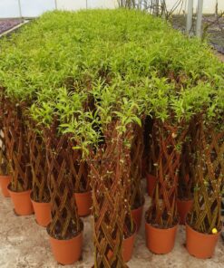 0b477d35e53a1bcc959b7f06af13f50b