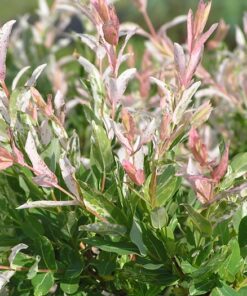 2c69522df1c4559d4b52a491a9cc5bf4