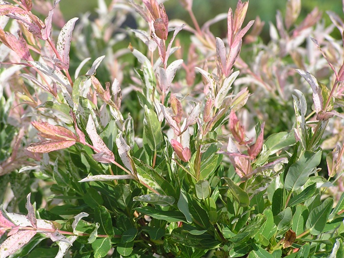 2c69522df1c4559d4b52a491a9cc5bf4