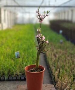 41f8f114997501a290cd669bd640f8e8