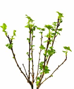 24d840f89597db72f301082074052979