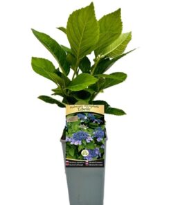 534cc1bbc22e37d09bf903c4aa6708ac