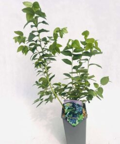 a8ab42062d03f7f431dde427c247f770