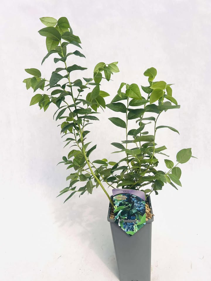 a8ab42062d03f7f431dde427c247f770