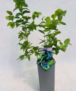 c7c874d04c931b55759f72e453839ebe