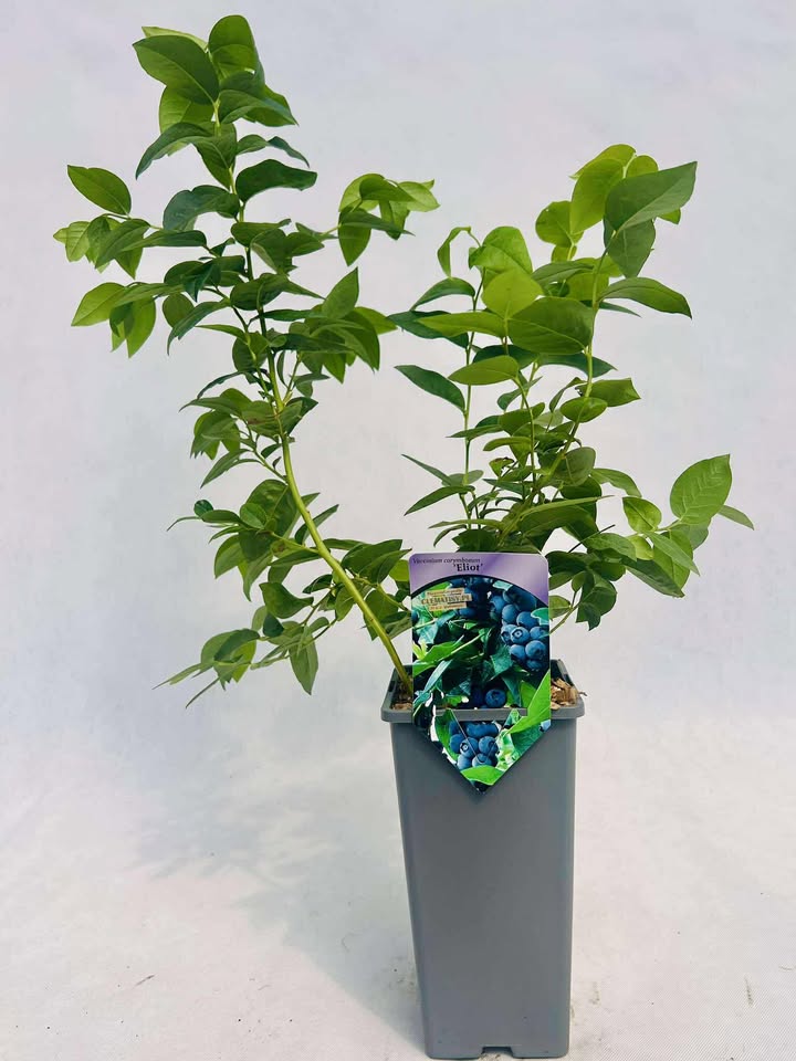 c7c874d04c931b55759f72e453839ebe