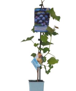 7b877bc664a15ab1ac0b35c8171594ff