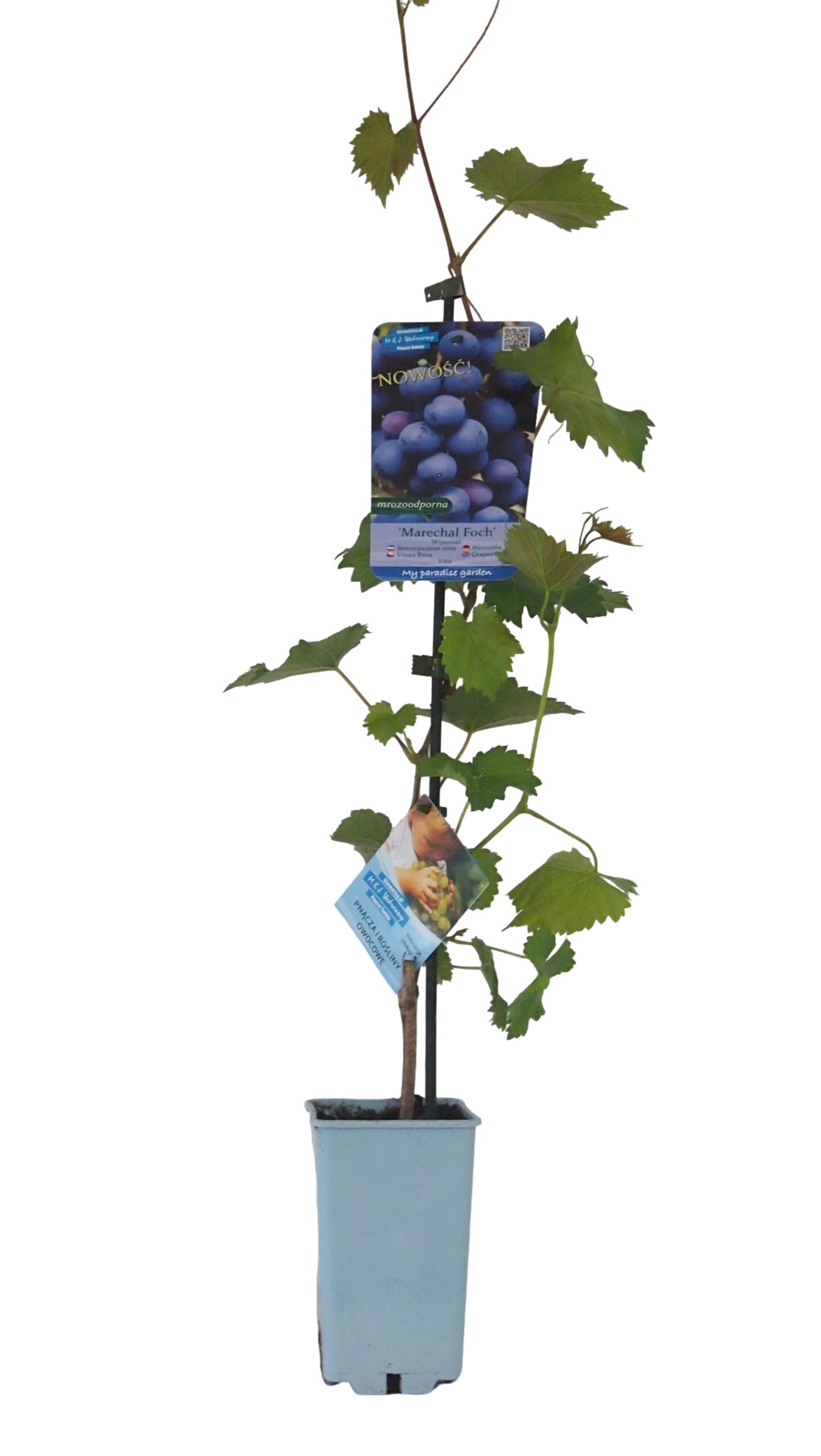 7b877bc664a15ab1ac0b35c8171594ff