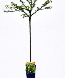 44c2a3f4b36ac813378bef5a92bf1779