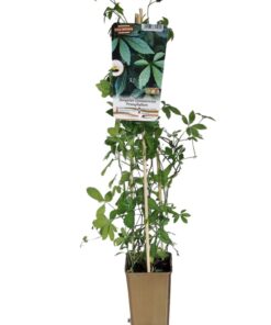 037046f294d4679a79abf7a2cc070ea2