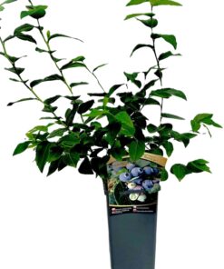 91cf4dfbfd4be0665383614850f6435b