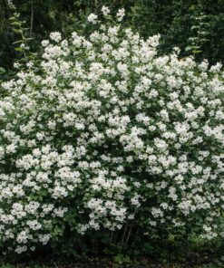 0107eb65f0347649a0de4e374415473b