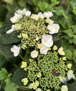 d1b1d6ecadc6d891fae4c018f94261be