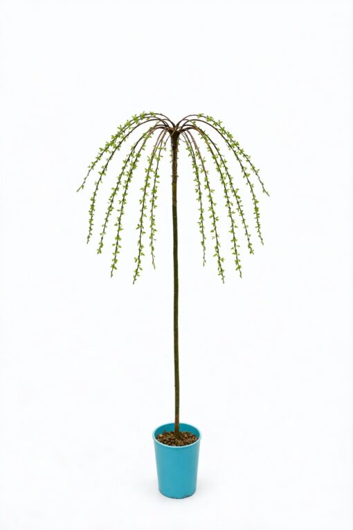 7d34757e84d822b3bc4aca203aaf9d53