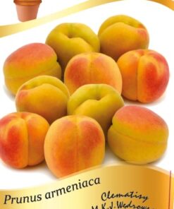 ad4a20674804fffc5c7f14f679b3cd54