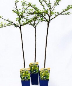 5581349bc459f92c1197f79b9ef484dd