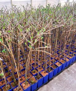 538b8d15a611ebc5eb7d09b5d948cb5b