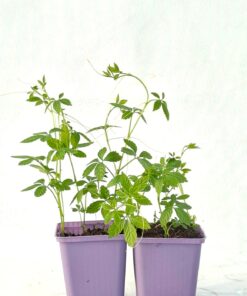 9fd4f7bfe7529f0d85ab8f38ed741b53