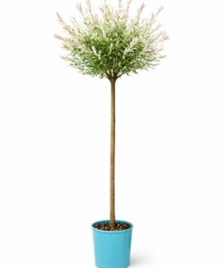 194cb16e176345a77246f82e5adf492f