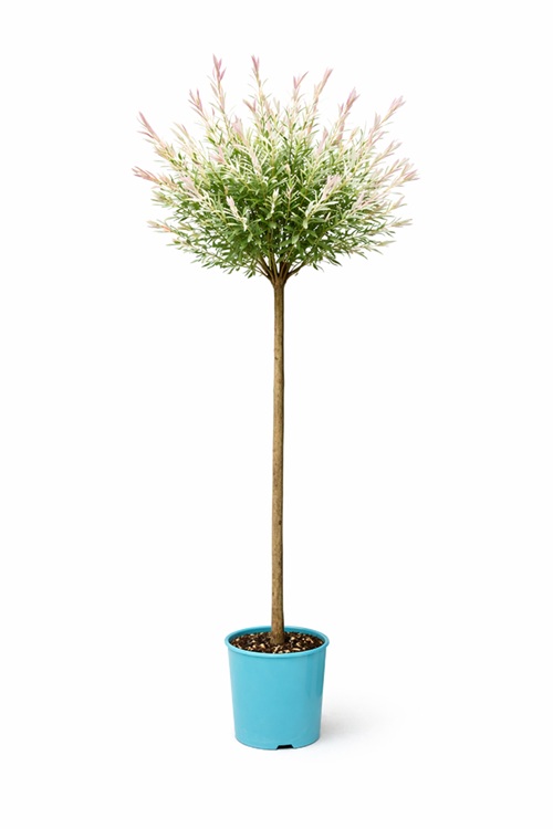 194cb16e176345a77246f82e5adf492f