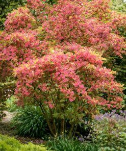 6e275ac0c1d5fcce55d1e435d64f47f3