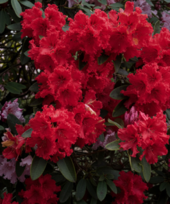 940e9595cbe82632372597e6a8aa5748