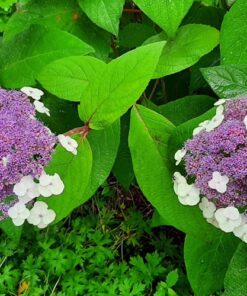 f899ee19c66f45ca8ea26ebdaa2f301d