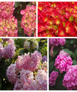 4252fdfe4ef6f8becce58bc58e4fc886