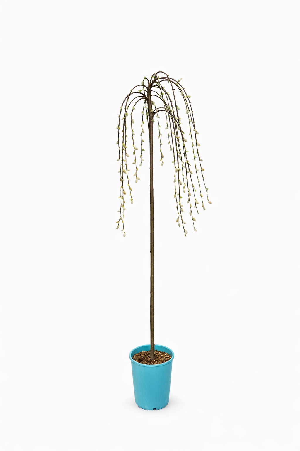 b564cc4ce6be1cd7bb2fd4660d647885