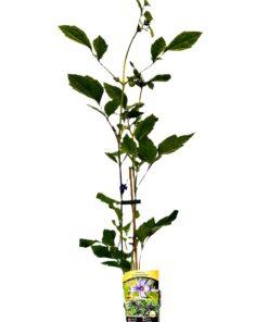 b2594ccf116932655ca8c5f8c7284f8e