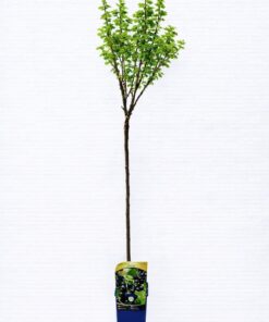 ddb576f358c7ddfe919e14b6533fcd53