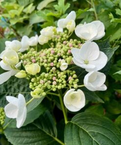 4e37eb5d0caa4476ca6f331c75583e2c