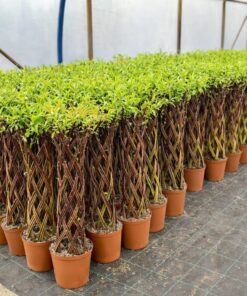 ae8c498ce0549ccfced57d480c8fcf9e