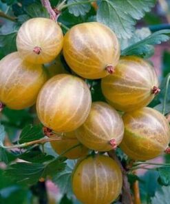 269d98f426bdd138816007643b8d25b6