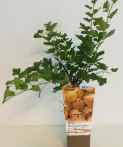 0fe9aa747daabd68e748816dce7228bc