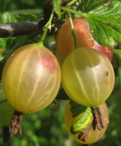 956364688aac36a83a17a404053eeba4