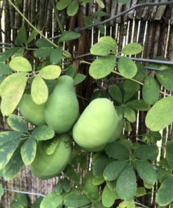 80a0ecb8fc7b38fae953ee81d36c0ed9