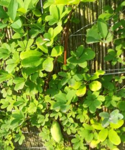 d3934201c66b2d4b0fa14fd0835866cf