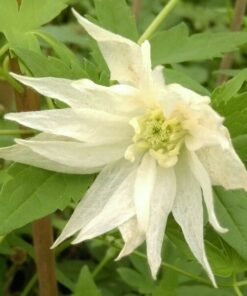 3843f06cfc49db9d45cb5045a929020d