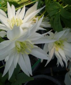 66bce414828687a2c952dd46866749f5