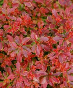 9eb669d22ddaf95ee8d3b893cd3a5354