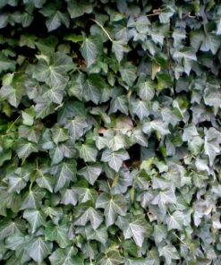 5c1004bd905ec46f35f8ac37e02086fe