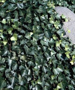 aa17901e442642b32f26ff45ff2bcbad