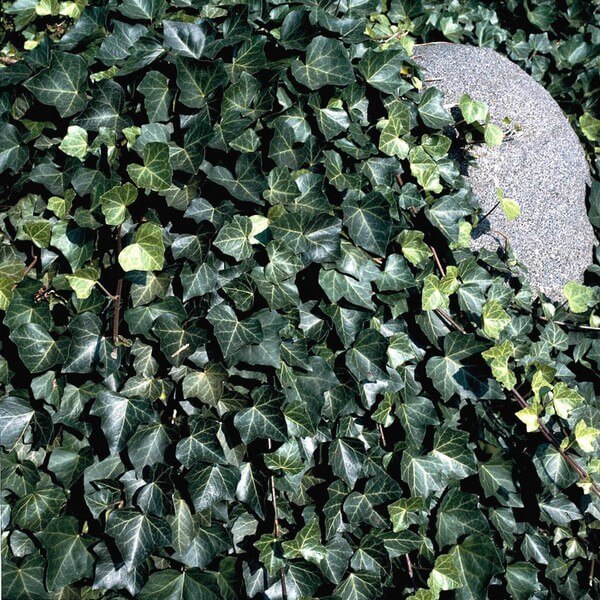 aa17901e442642b32f26ff45ff2bcbad